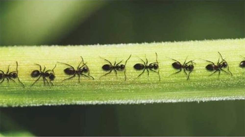 Tại sao kiến thường bò theo một đường thẳng? - Ảnh 1.