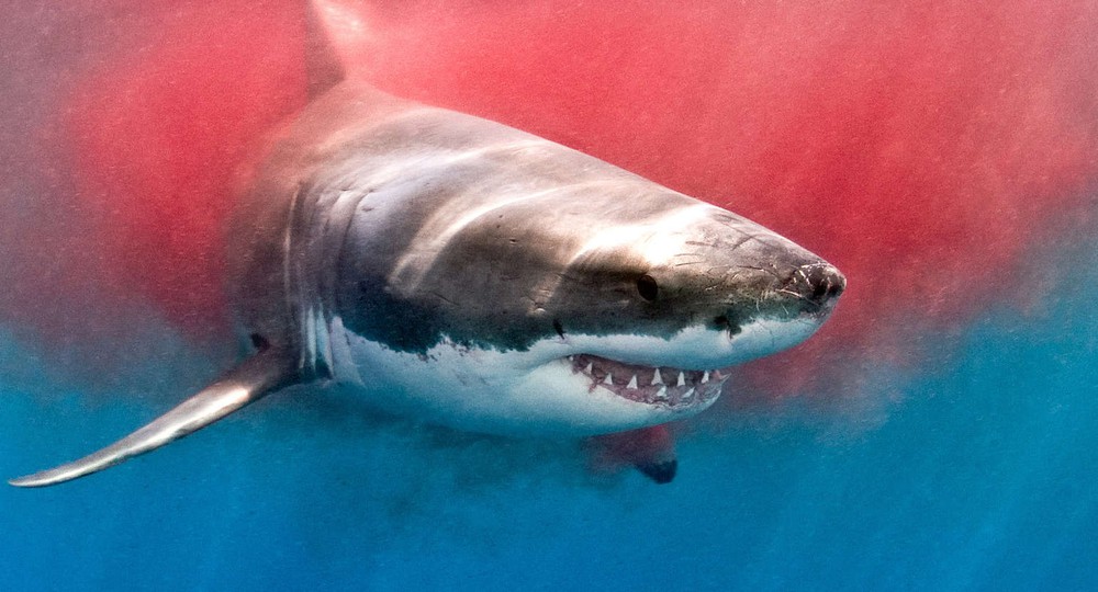 Xơi tái cả cá mập trắng, đây mới là quái vật đáng sợ nhất đại dương - Ảnh 3.