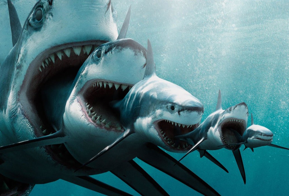 Xơi tái cả cá mập trắng, đây mới là quái vật đáng sợ nhất đại dương - Ảnh 2.