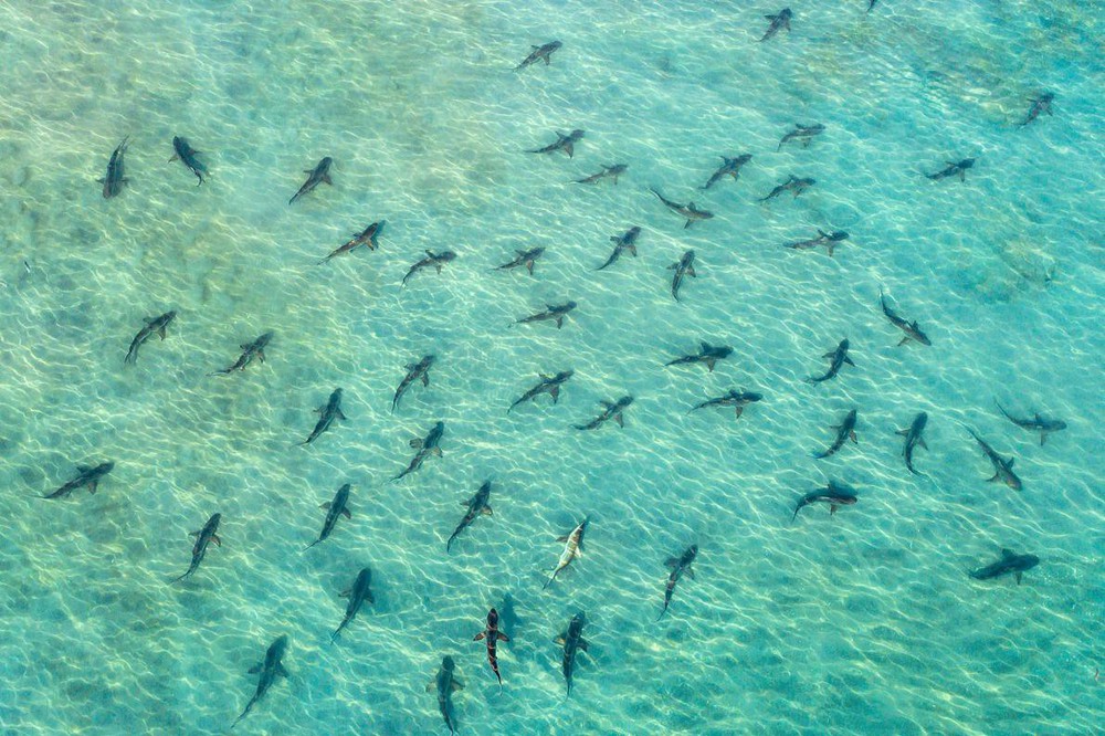 Bộ ảnh tuyệt vời của National Geographic: Khi thế giới hoang dã hóa mình thành kiệt tác - Ảnh 6.