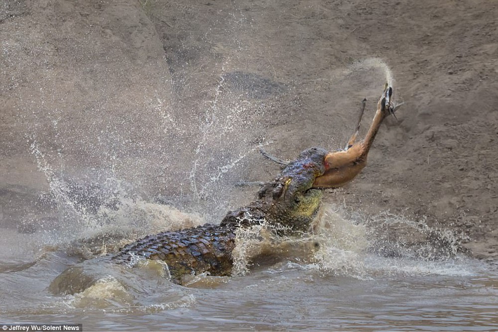 24h qua ảnh: Cá sấu khổng lồ xẻ thịt linh dương không thương tiếc - Ảnh 2.