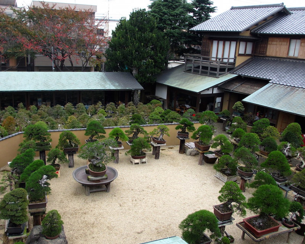 Bậc thầy bonsai Nhật và bí mật của vườn cảnh trăm tuổi được đại gia thế giới ước thèm - Ảnh 7.