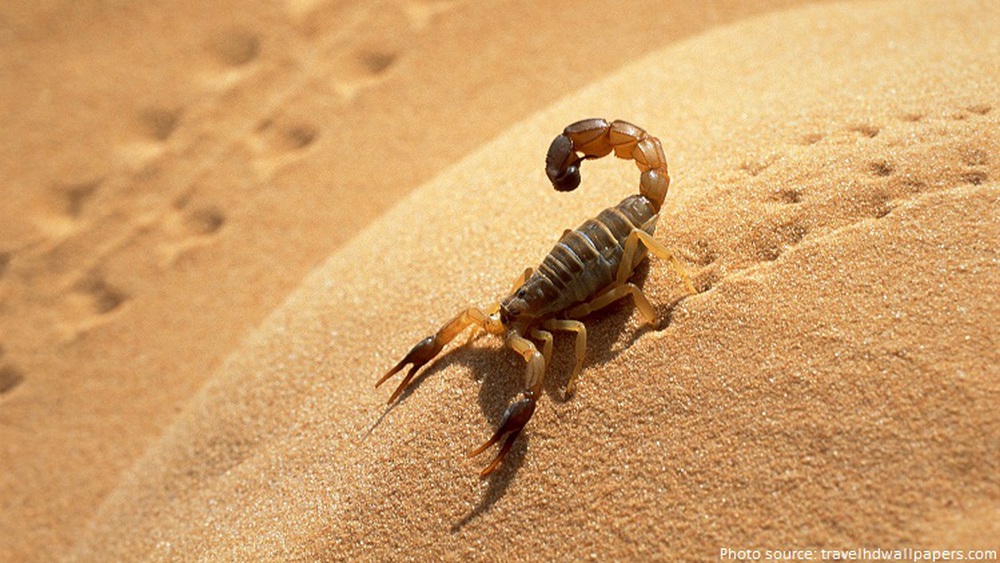 Tấn công con mồi với vận tốc 130 cm/giây, đây là loài bọ cạp có tốc độ nhanh nhất thế giới - Ảnh 2.