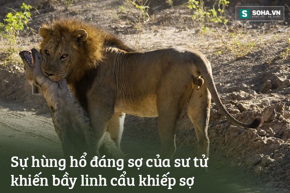 Vội cứu vợ con, sư tử đực tả xung hữu đột giữa bầy găng-tơ đồng cỏ - Ảnh 2.