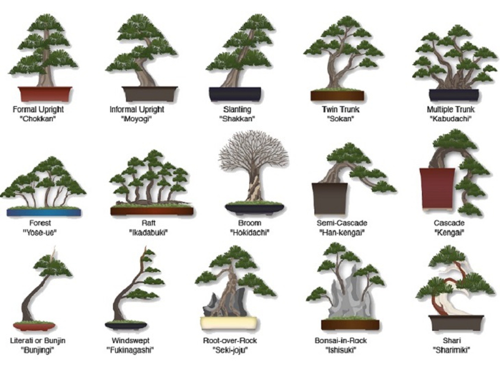 Bậc thầy bonsai Nhật và bí mật của vườn cảnh trăm tuổi được đại gia thế giới ước thèm - Ảnh 4.