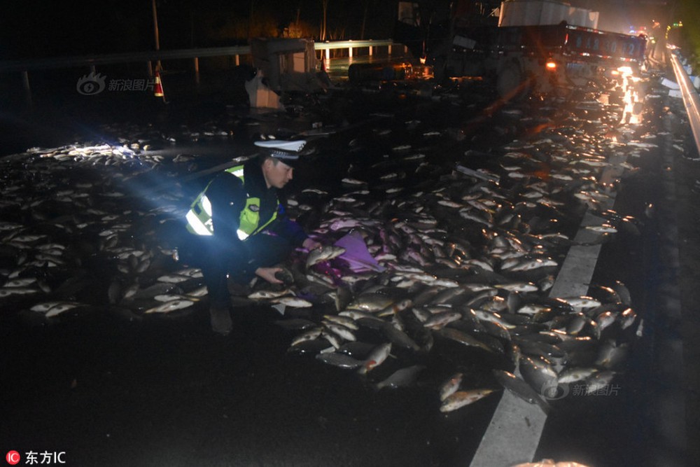 2 tấn cá bất ngờ bị hất văng xuống mặt đường, mất 300 triệu đồng lái xe không kịp trở tay - Ảnh 3.