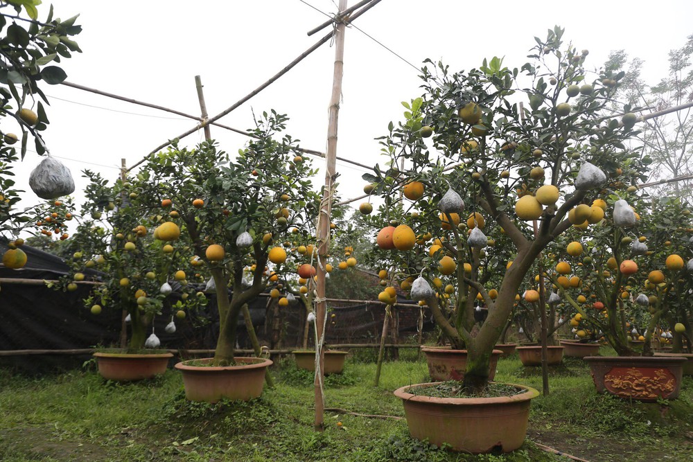 Lão nông thu về hàng trăm triệu nhờ ghép 10 loại quả trên cùng một cây cảnh ở Hà Nội - Ảnh 2.
