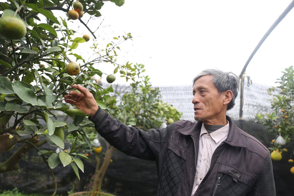 Lão nông thu về hàng trăm triệu nhờ ghép 10 loại quả trên cùng một cây cảnh ở Hà Nội - Ảnh 6.