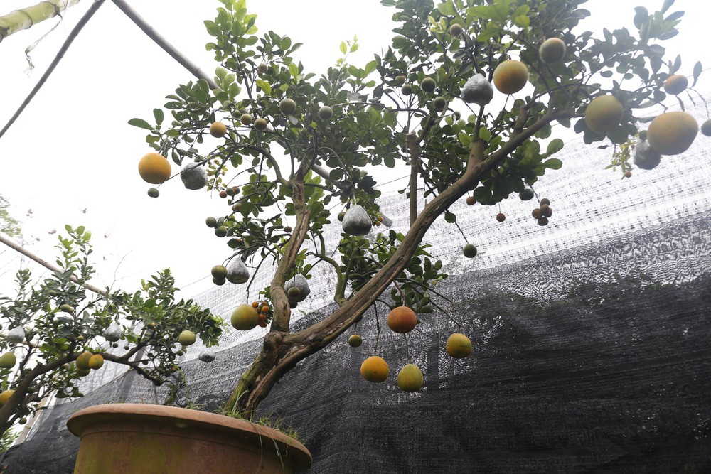 Lão nông thu về hàng trăm triệu nhờ ghép 10 loại quả trên cùng một cây cảnh ở Hà Nội - Ảnh 11.