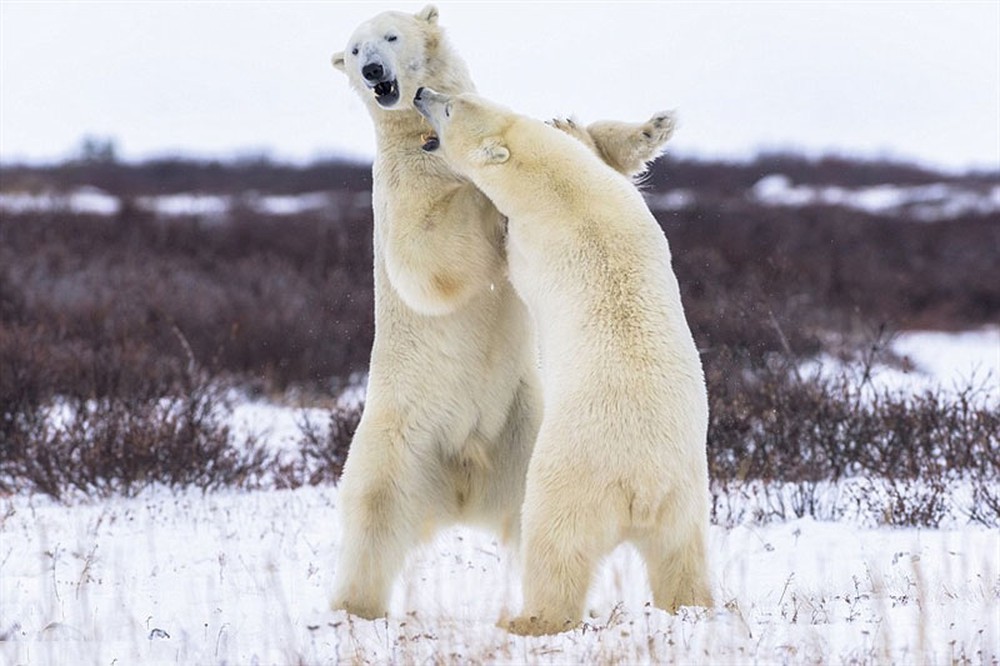 Lạnh lùng như ninja, gấu trắng Bắc Cực nhanh chóng hạ sát hải cẩu - Ảnh 1.