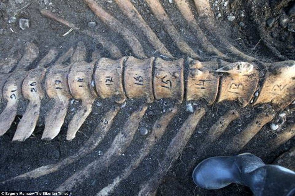 Discovered the headless skeleton of a mysterious sea monster in Russia - Photo 2.