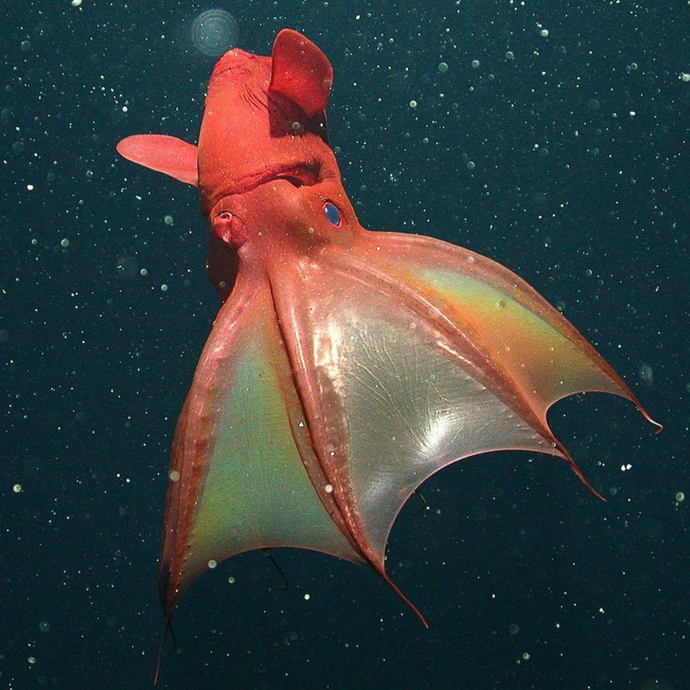 Những sinh vật kỳ dị, xứng danh quái vật đáng sợ bậc nhất dưới đại dương - Ảnh 15.