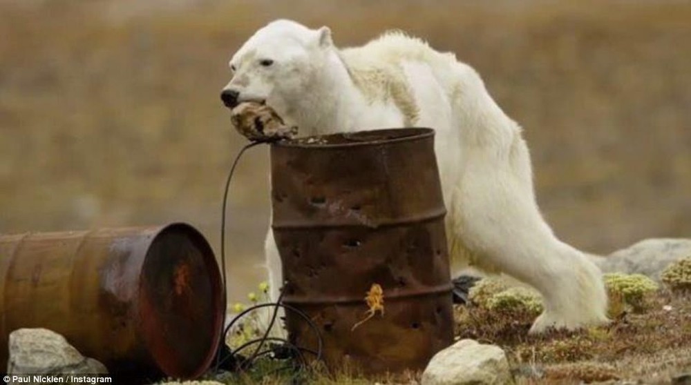 Cảnh tượng ám ảnh: Gấu Bắc Cực gầy trơ xương trên hòn đảo... không băng - Ảnh 2.