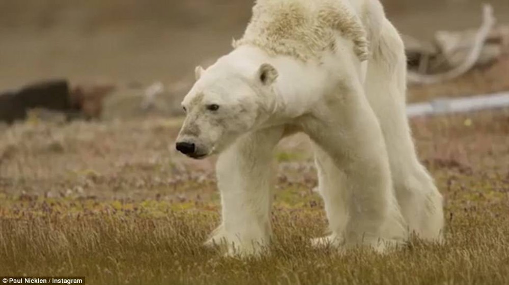 Cảnh tượng ám ảnh: Gấu Bắc Cực gầy trơ xương trên hòn đảo... không băng - Ảnh 5.