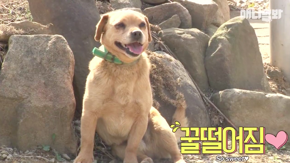 Chú chó Hàn Quốc nổi tiếng khắp châu Á vì có 5 thê 7 thiếp, con rơi ở khắp nơi - Ảnh 1.