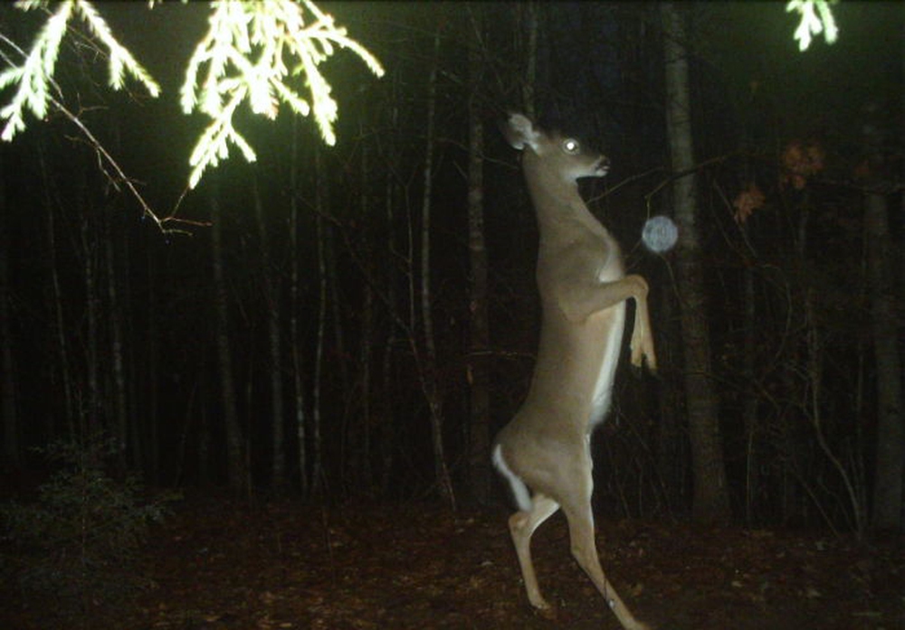 Đặt máy quay lén động vật, thợ săn bất ngờ khi thấy những hành vi kỳ lạ của chúng - Ảnh 5.