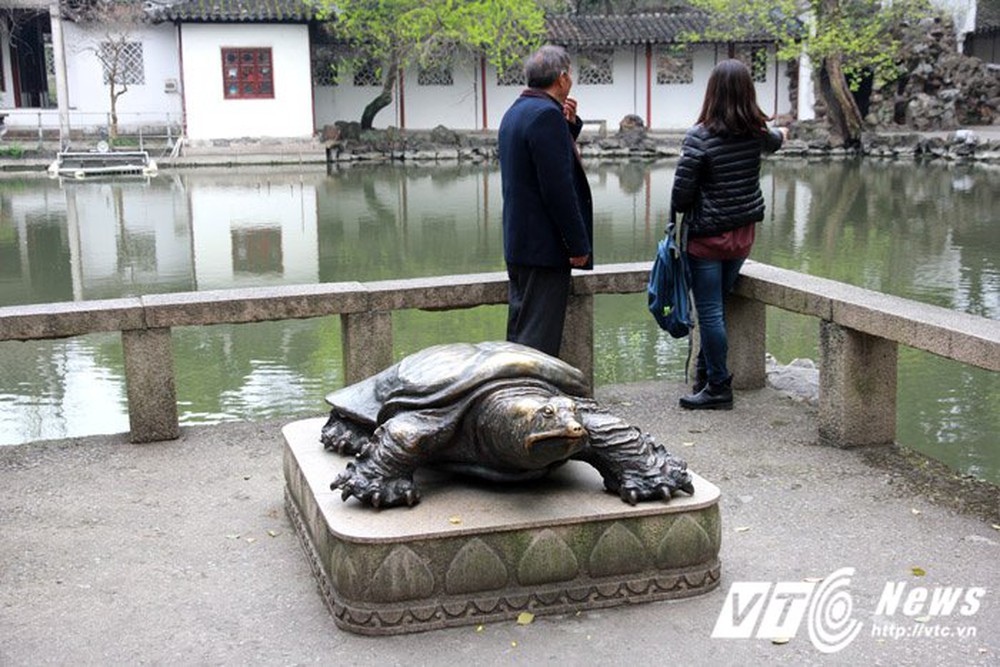 Ngỡ ngàng hai con ‘rùa Hồ Gươm’ khổng lồ ở Tây Viên Tự - Ảnh 4.