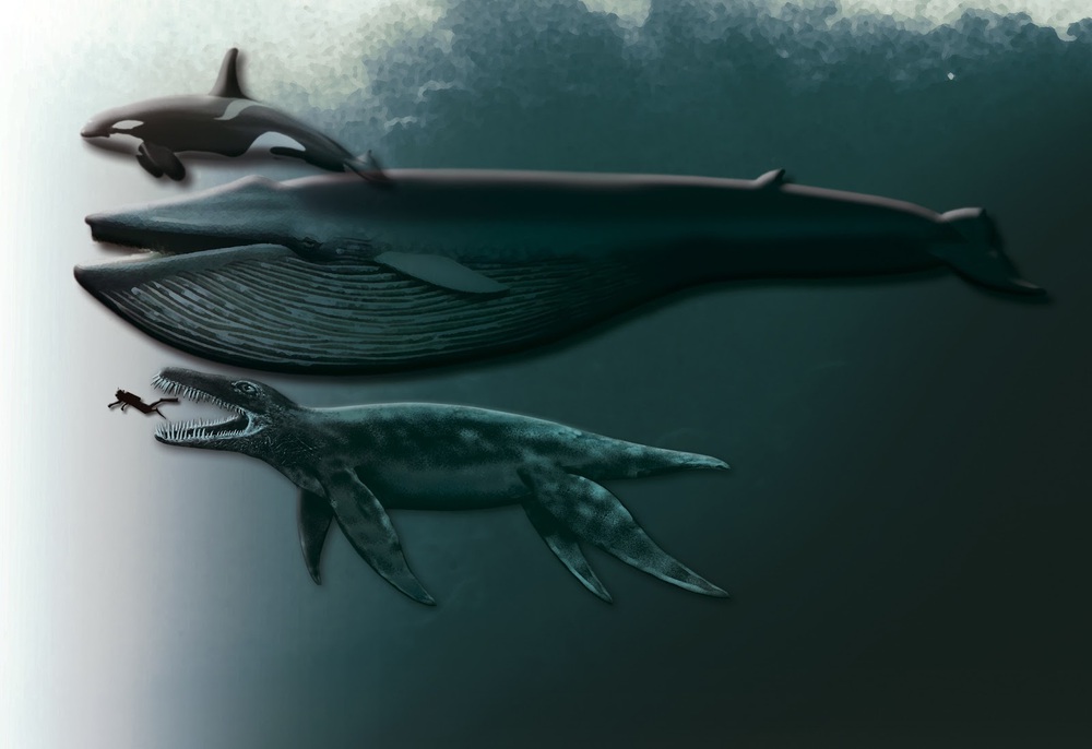 Cận cảnh quái vật kỷ Jura - Tổ tiên của sát thủ ăn thịt đáng sợ nhất đại dương - Ảnh 2.