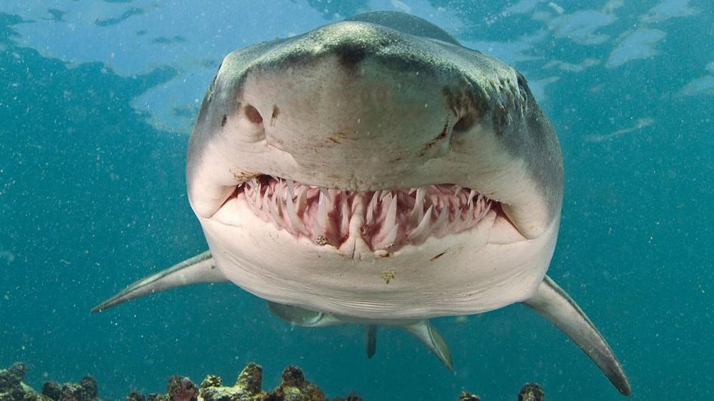 Huynh đệ tương tàn: Cá mập hổ đại chiến cá mập đầu búa - Ảnh 3.