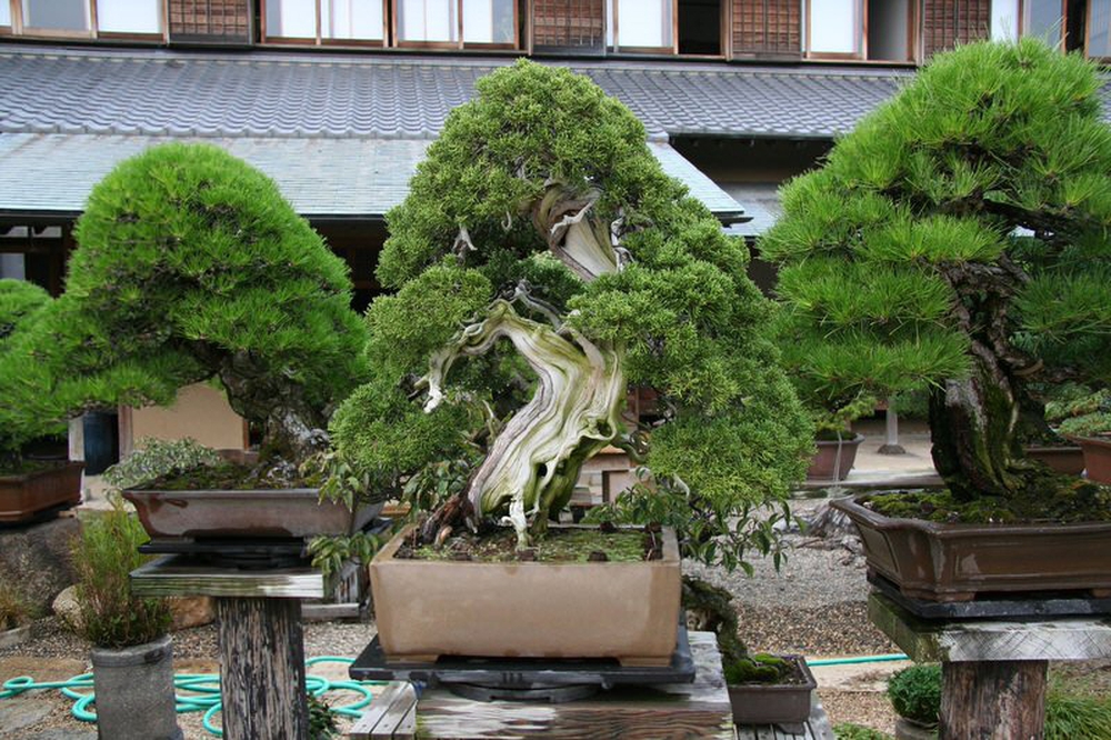 Bậc thầy bonsai Nhật và bí mật của vườn cảnh trăm tuổi được đại gia thế giới ước thèm - Ảnh 9.