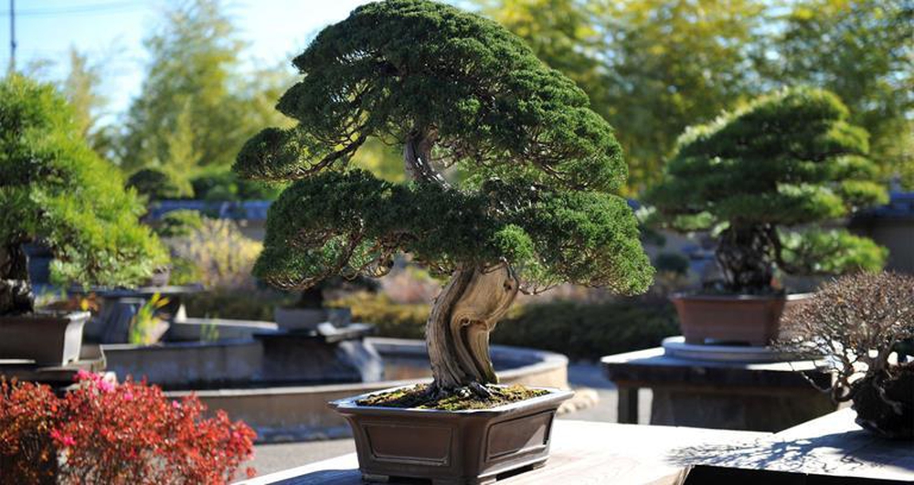 Bậc thầy bonsai Nhật và bí mật của vườn cảnh trăm tuổi được đại gia thế giới ước thèm - Ảnh 8.