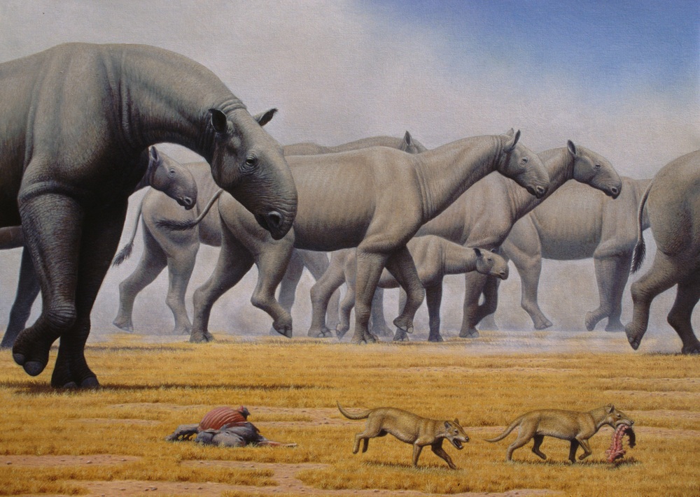 Nếu sinh ra sớm hơn, ta sẽ phải đối mặt với tê giác cao 6m hay lợn nặng cả tấn - Ảnh 4.