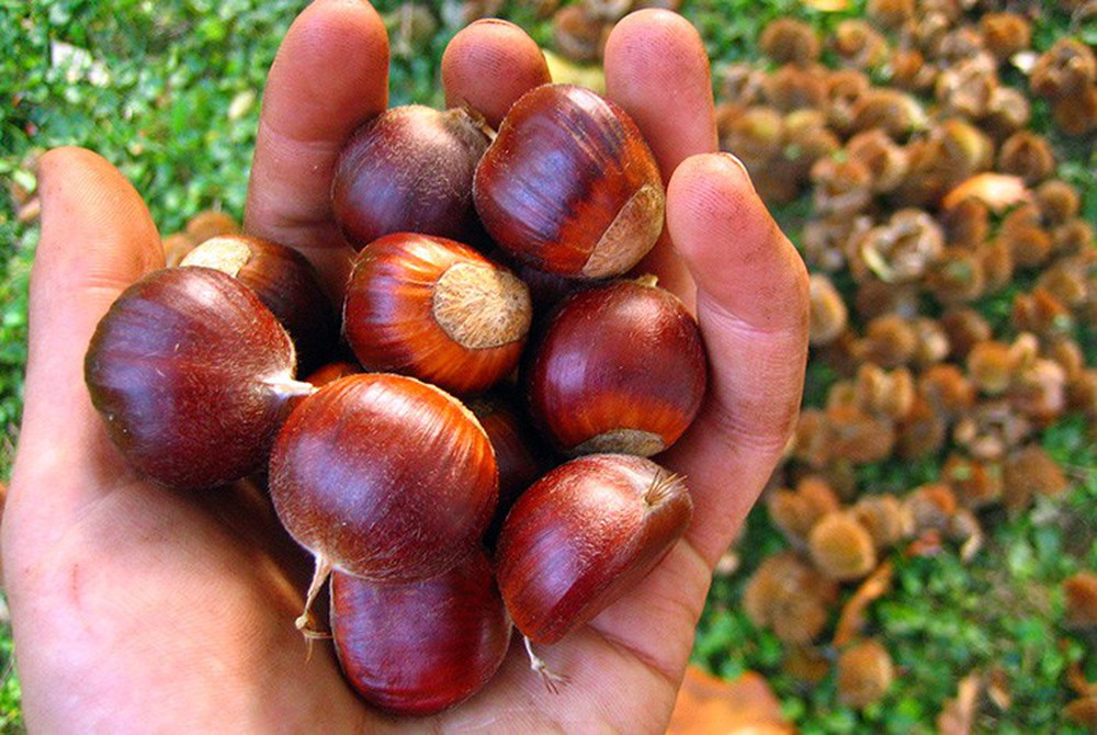Hạt rừng Việt được Đông y xem là đệ nhất bổ thận: Ngày ăn 1 nắm, khỏe từ trong ra ngoài - Ảnh 3.