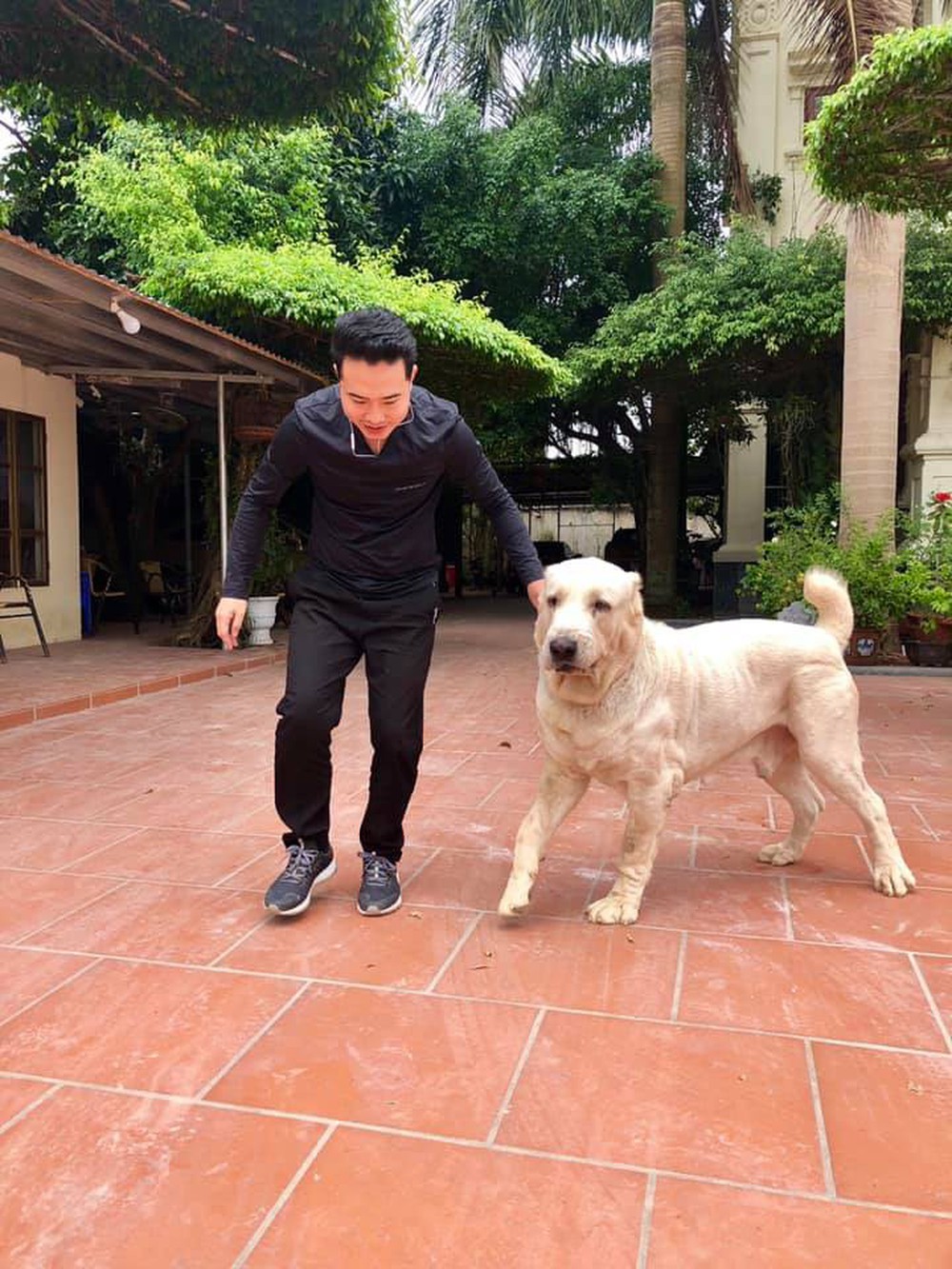Chó bố nặng gần 90 kg và đàn chó con hiếm gây sốt” mạng xã hội Việt - Ảnh 7.