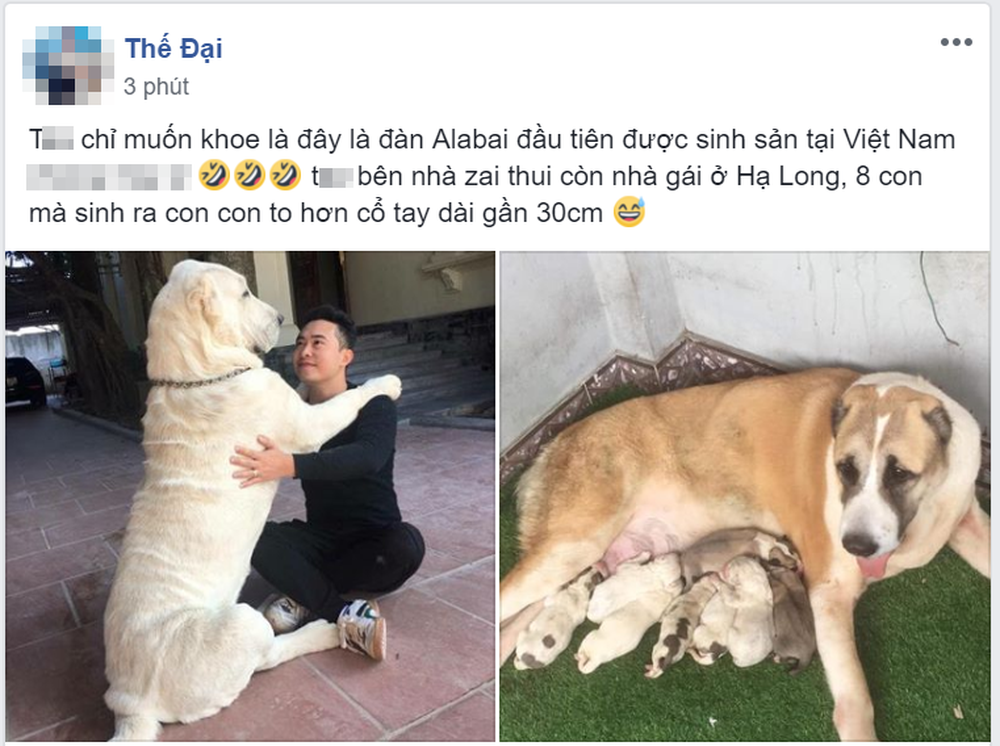 Chó bố nặng gần 90 kg và đàn chó con hiếm gây sốt” mạng xã hội Việt - Ảnh 1.