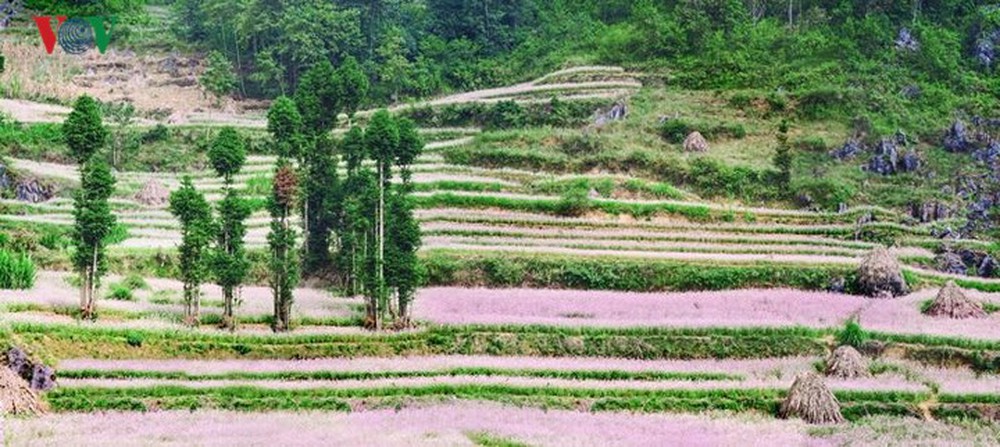 Tới Hà Giang ngắm hoa tam giác mạch đẹp ngất ngây - Ảnh 10.