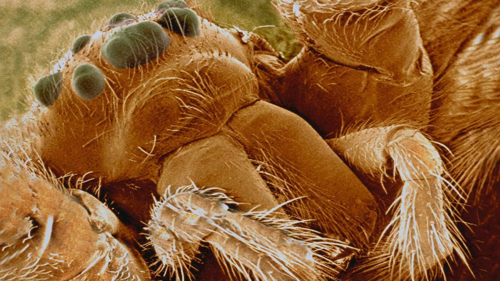 Kỳ lạ loài nhện góa phụ đen có sợi tơ cứng như thép - Ảnh 5.