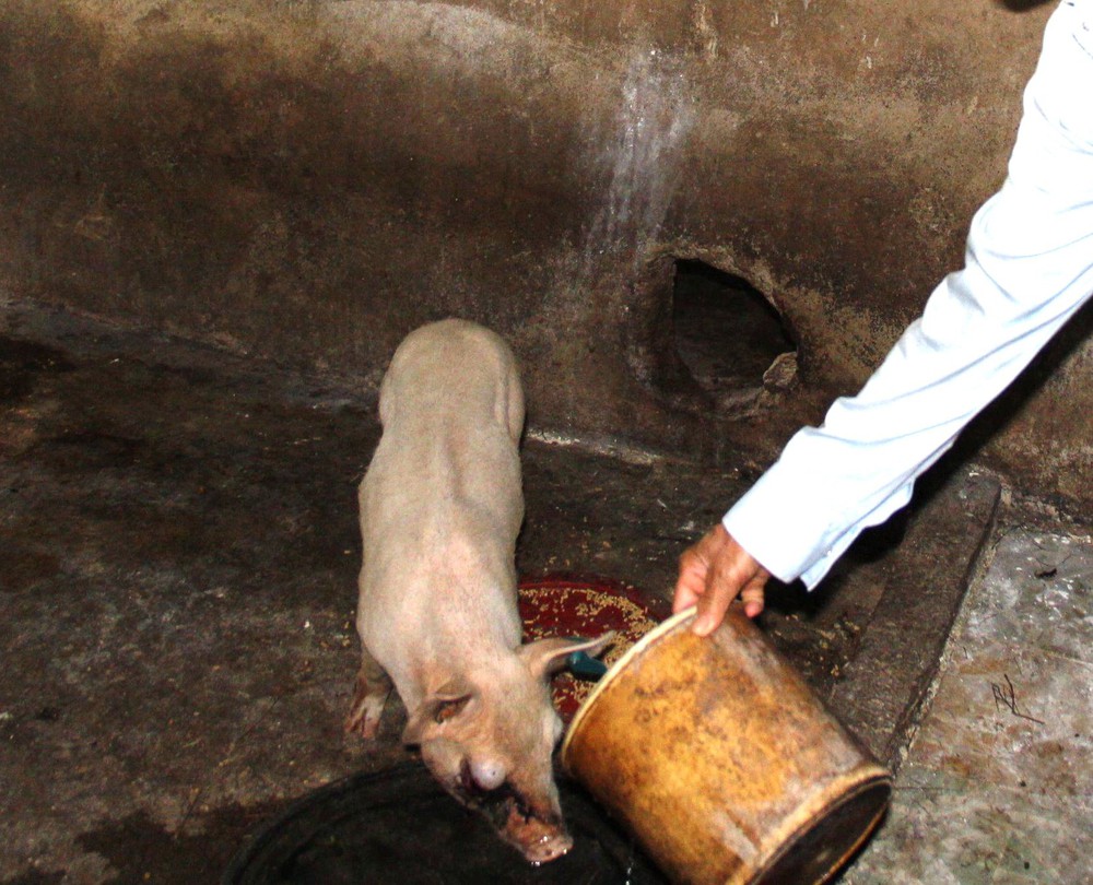 Lợn giống của chương trình giảm nghèo chết hàng loạt sau 3 ngày cấp cho dân - Ảnh 1.