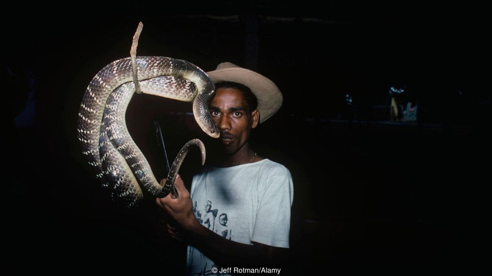 Tộc người rắn kỳ lạ tại Ấn Độ: Ngành nghề độc đáo nhưng bị kỳ thị tại chính quê hương của mình - Ảnh 1.