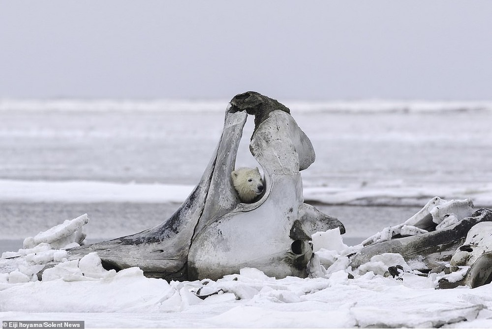 Bữa tiệc hiếm ở Alaska: Cận cảnh gấu Bắc Cực gặm xương của con cá voi nặng 75 tấn - Ảnh 4.