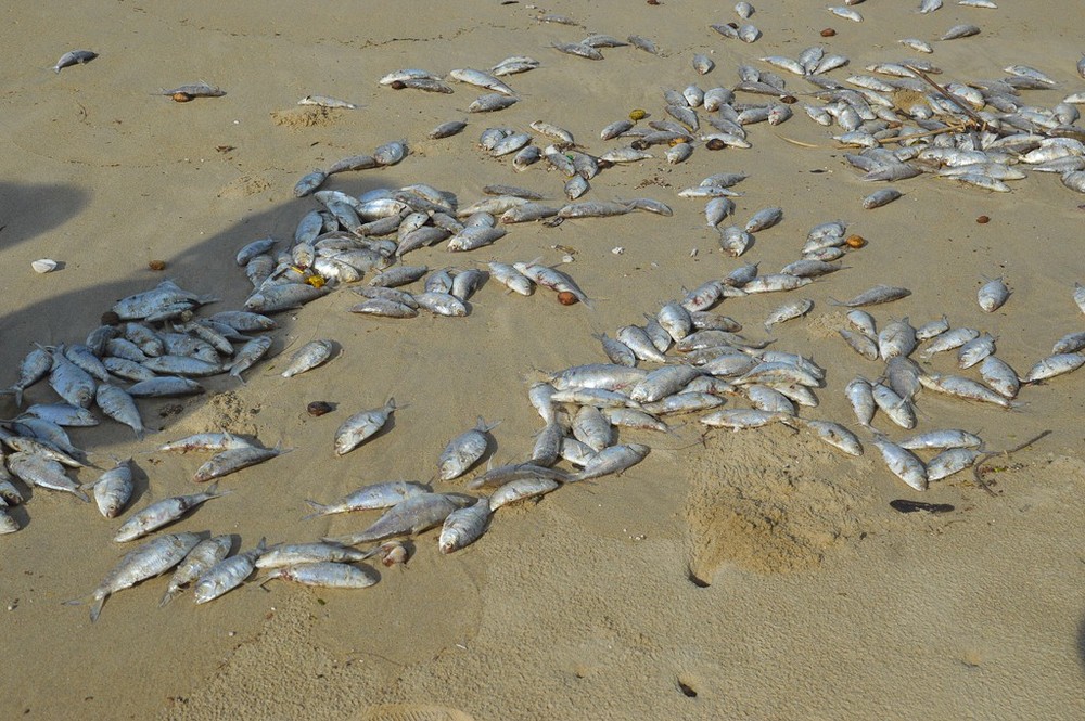 Cá chết trắng chưa rõ nguyên nhân dọc bờ biển Đà Nẵng - Ảnh 2.