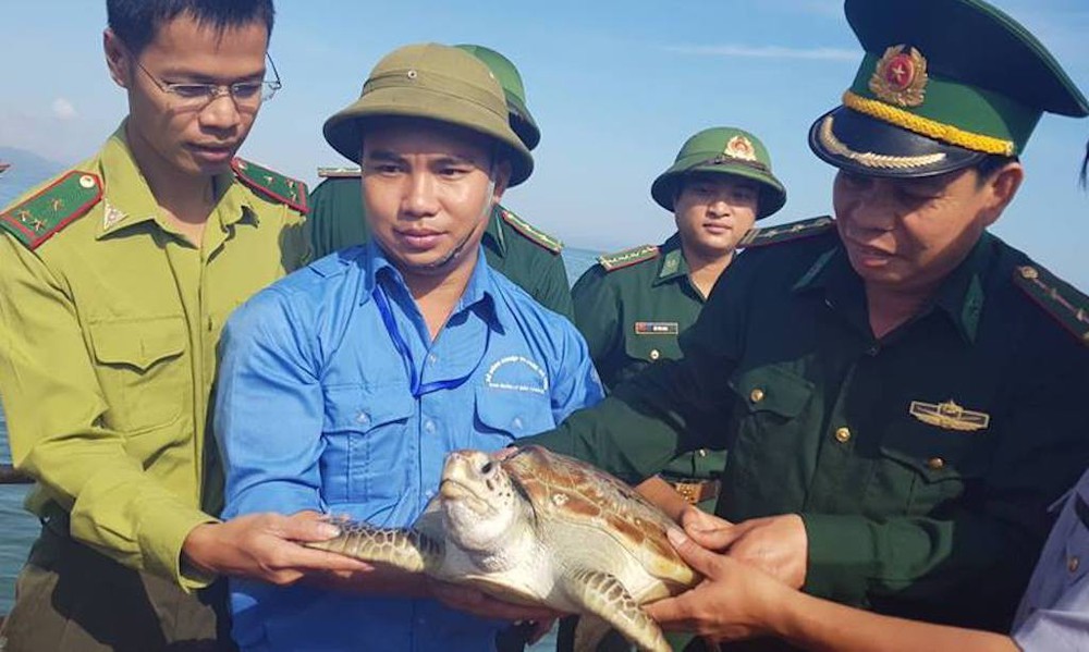 Rùa quý hiếm nặng 15kg mắc lưới ngư dân trên biển Hà Tĩnh - Ảnh 2.