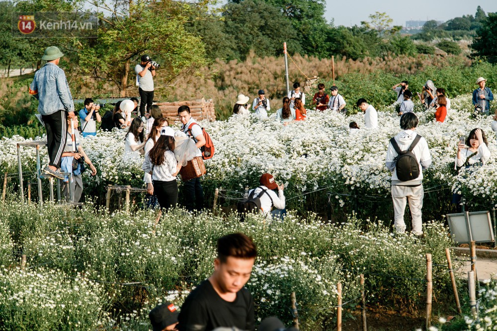 Vườn cúc hoạ mi ở Hà Nội thất thủ cuối tuần: 1 mét vuông có chục nhiếp ảnh gia và mẫu - Ảnh 2.