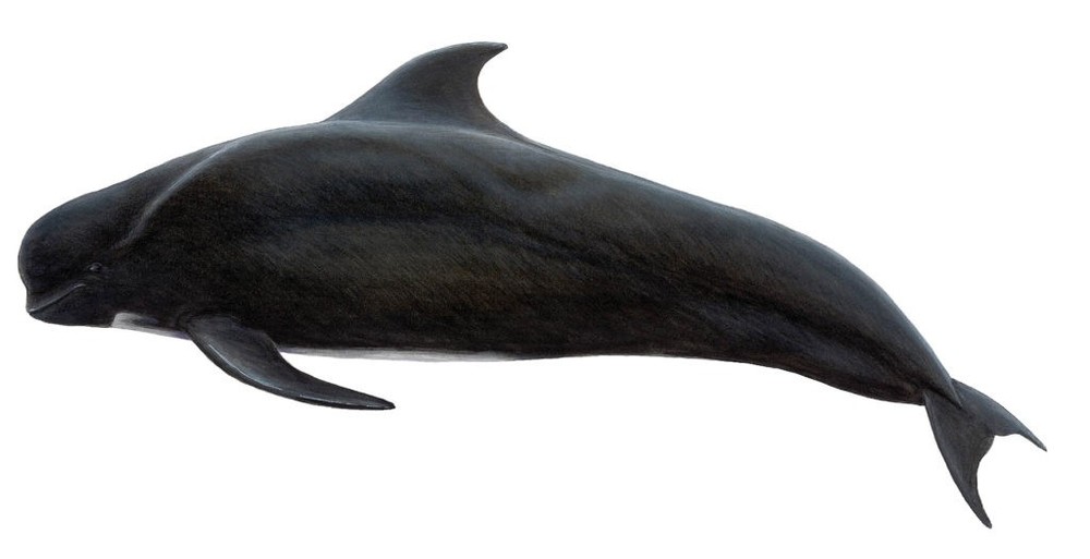 Cả trăm cá voi mắc cạn ở New Zealand: Nhà chức trách buộc phải đưa ra quyết định đau lòng - Ảnh 4.