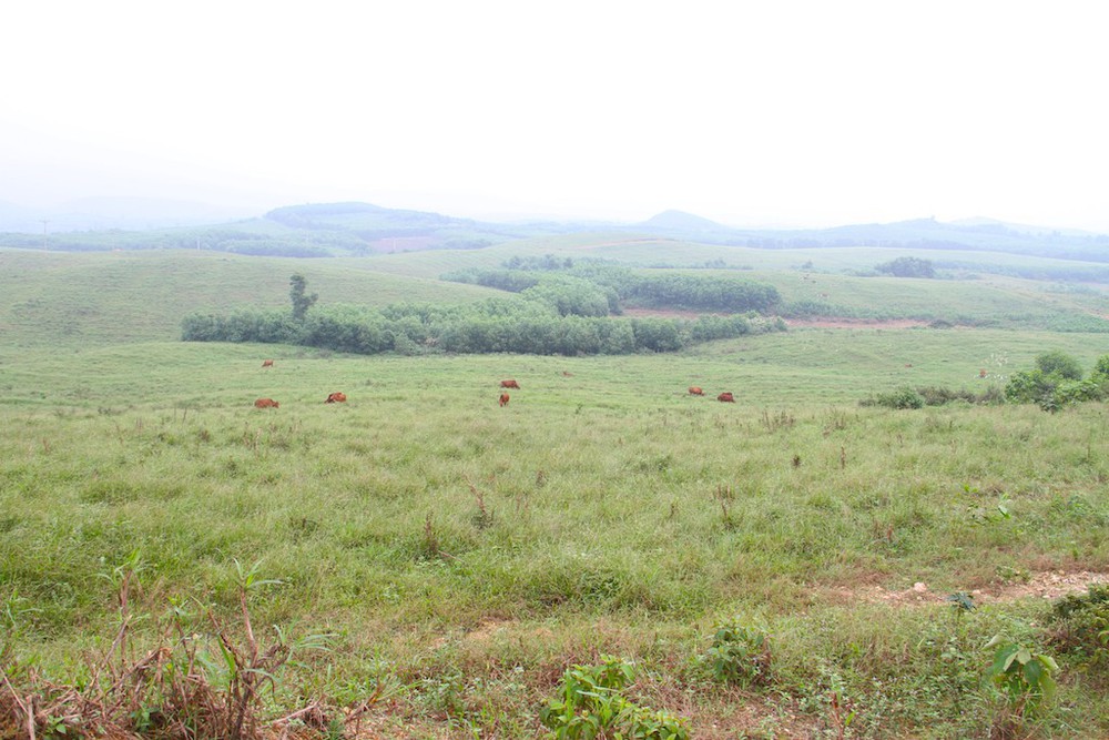 Cảnh tan hoang tại siêu dự án nuôi bò ở Hà Tĩnh được BIDV cho vay nghìn tỷ - Ảnh 10.