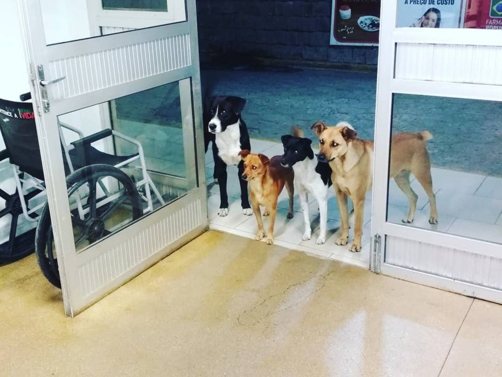 Hình ảnh cảm động: Người đàn ông vô gia cư nhập viện, 4 chú chó hoang đứng mong chờ ngoài cửa - Ảnh 2.