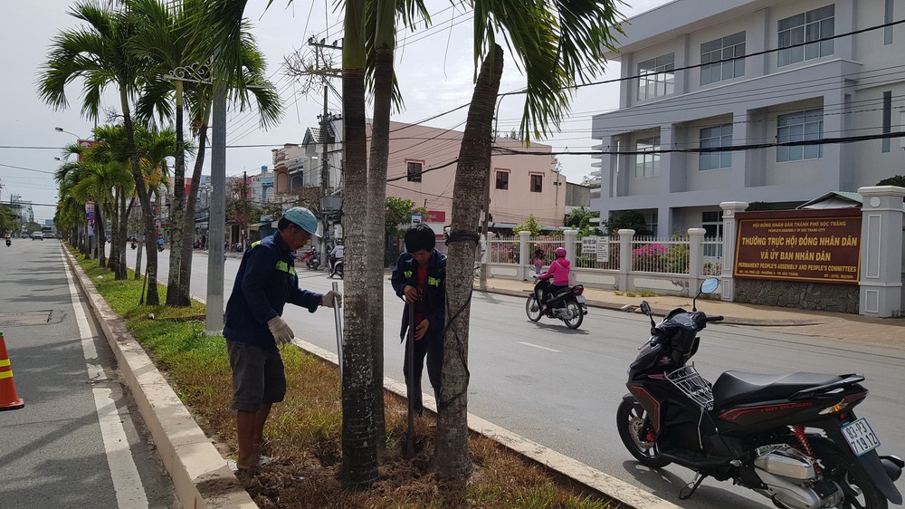 Người dân tiếc nuối khi hàng trăm cây cau kiểng trồng 15 năm đang xanh tốt bị bứng bỏ - Ảnh 1.