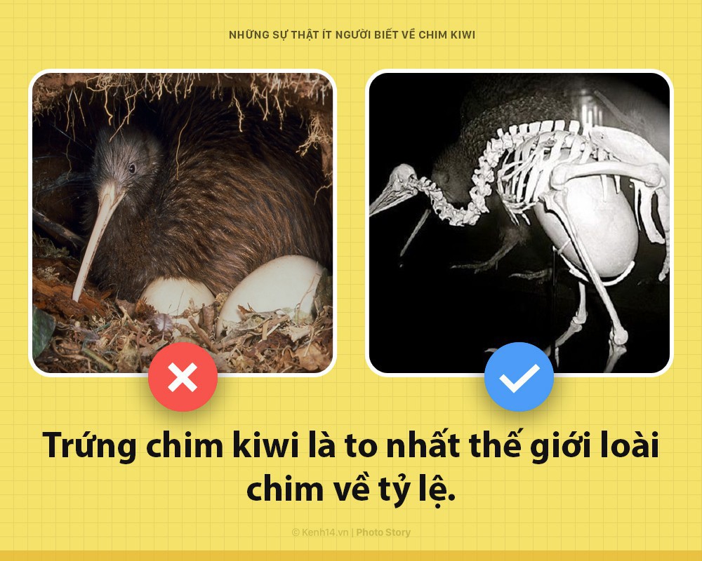 Xin chào! Tôi là chim kiwi biểu tượng của New Zealand và tôi dị hơn các ông tưởng nhiều đấy - Ảnh 2.
