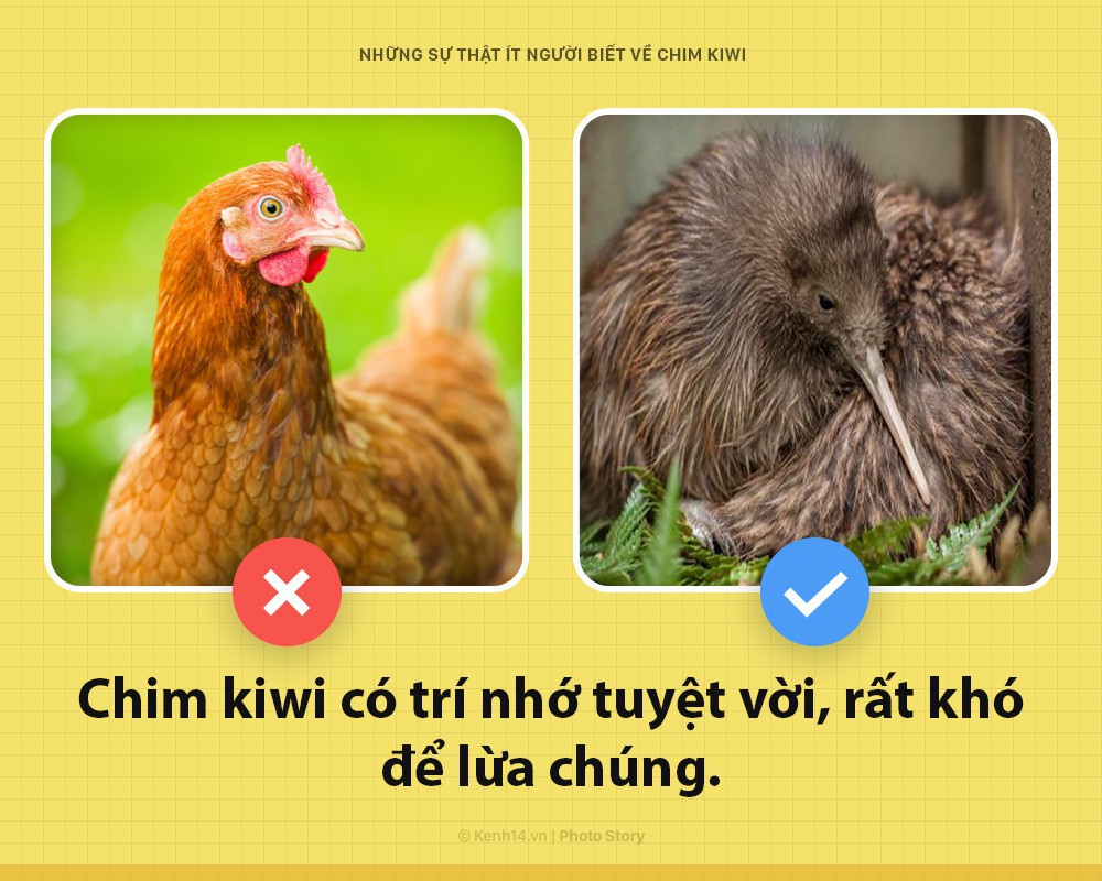 Xin chào! Tôi là chim kiwi biểu tượng của New Zealand và tôi dị hơn các ông tưởng nhiều đấy - Ảnh 5.