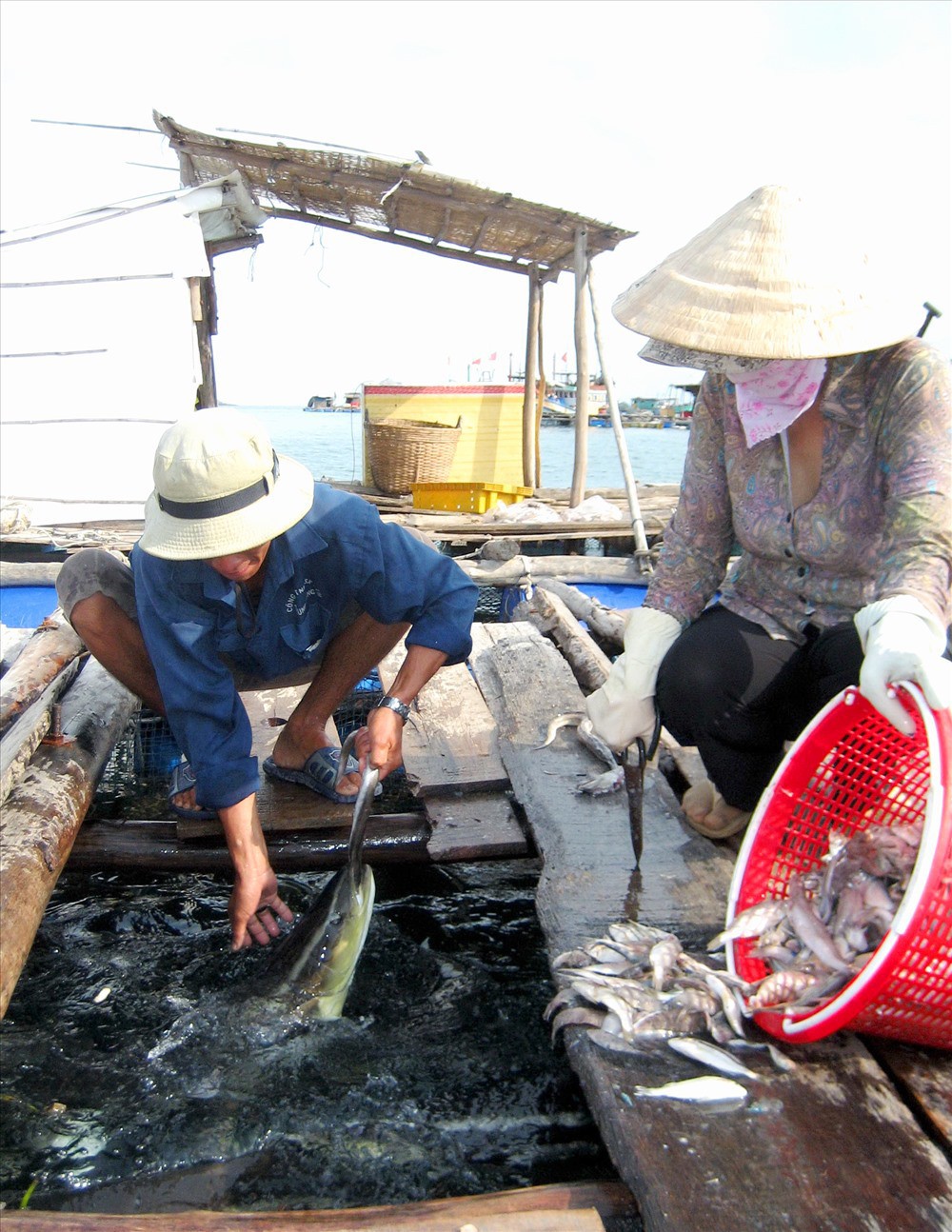 Nghề nuôi cá bạc tỷ ở Sơn Hải - Ảnh 8.