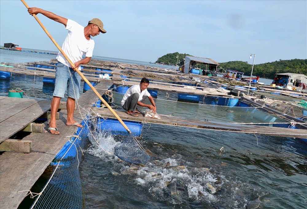 Nghề nuôi cá bạc tỷ ở Sơn Hải - Ảnh 9.
