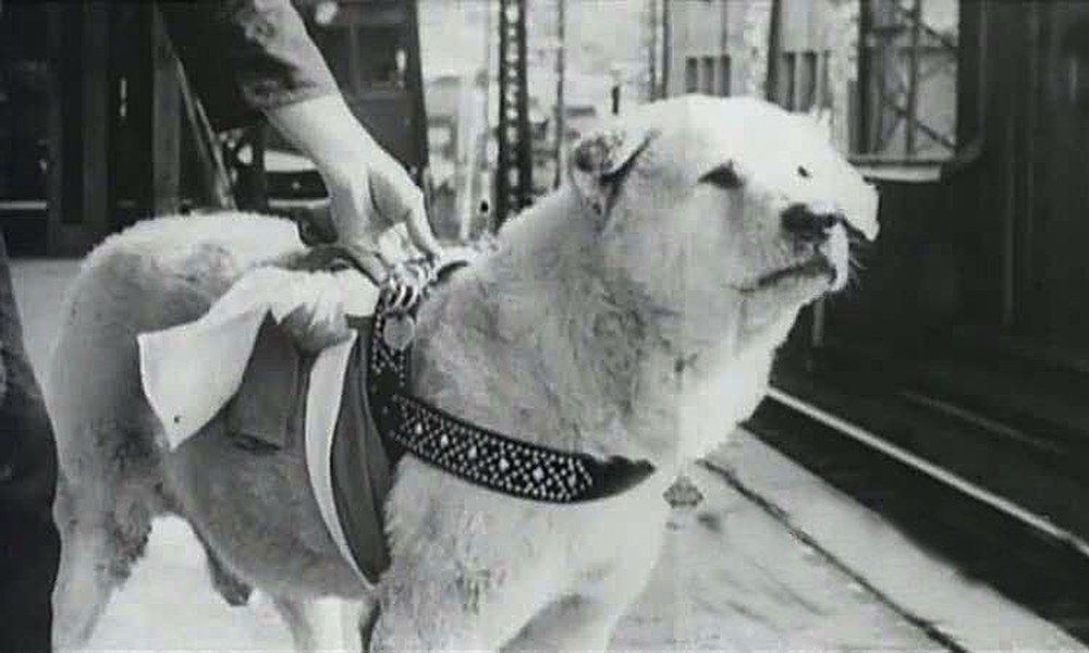 Câu chuyện cảm động về chú chó hơn 9 năm đợi người chủ quá cố ở sân ga rồi ra đi trong niềm tiếc thương của cả nước Nhật - Ảnh 2.