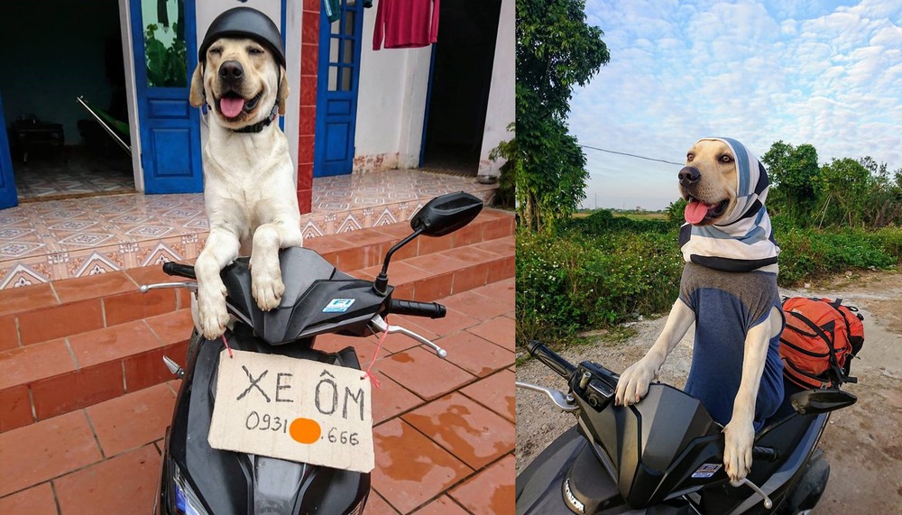 Chú chó nổi nhất MXH: Giải Toán siêu hay, có người quản lý hình ảnh riêng - Ảnh 2.