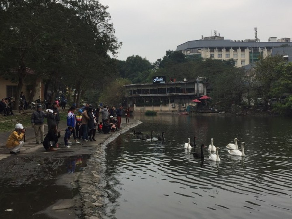 Đóng cọc, quây lưới để chống bắt trộm thiên nga ở giữa hồ Thiền Quang