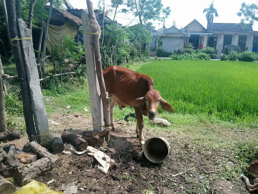 Phó chủ tịch xã phủ nhận việc cán bộ xã và người thân nhận bò hỗ trợ rồi bán cho lò mổ - Ảnh 1.