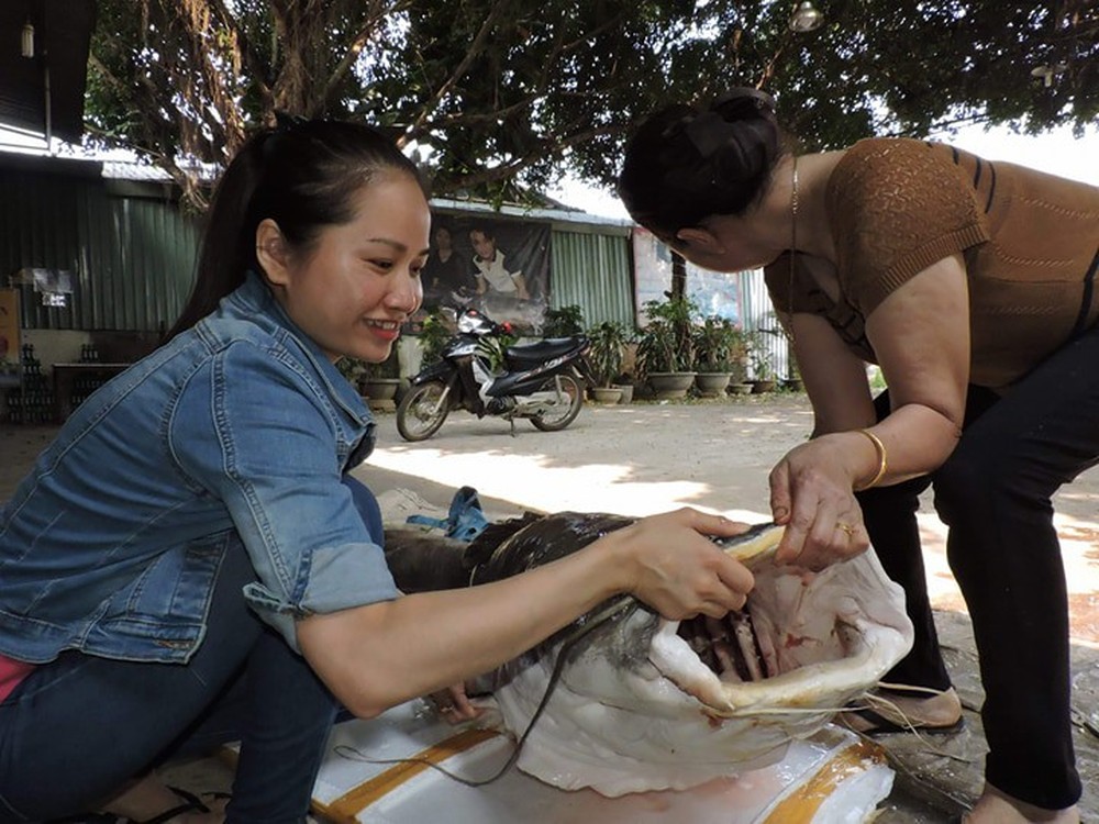 Người dân Đắk Lắk bắt được cá lăng gần 100kg  - Ảnh 1.